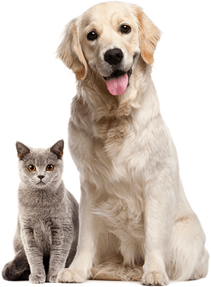 About the shelter