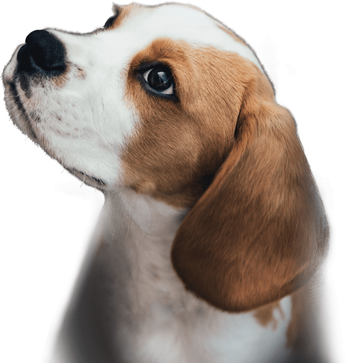 Puppy head